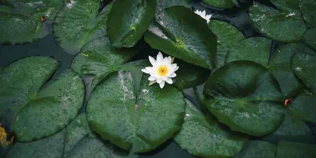 kendisini-temizleyen-lotus-bitkisi