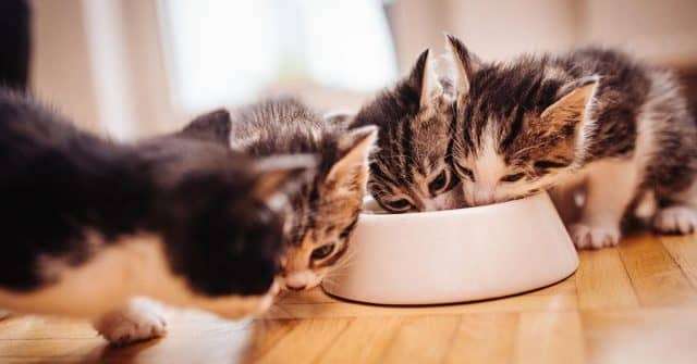 Kedi Maması Gıdaları Hakkında 