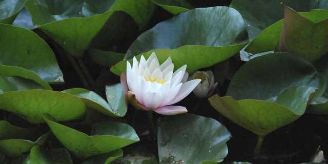 lotus-ciceginin-mitolojideki-onemi